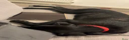 Mixed Breed dogs for sale: 7month old Sparrow the black lab ( asap )  - Advert 2