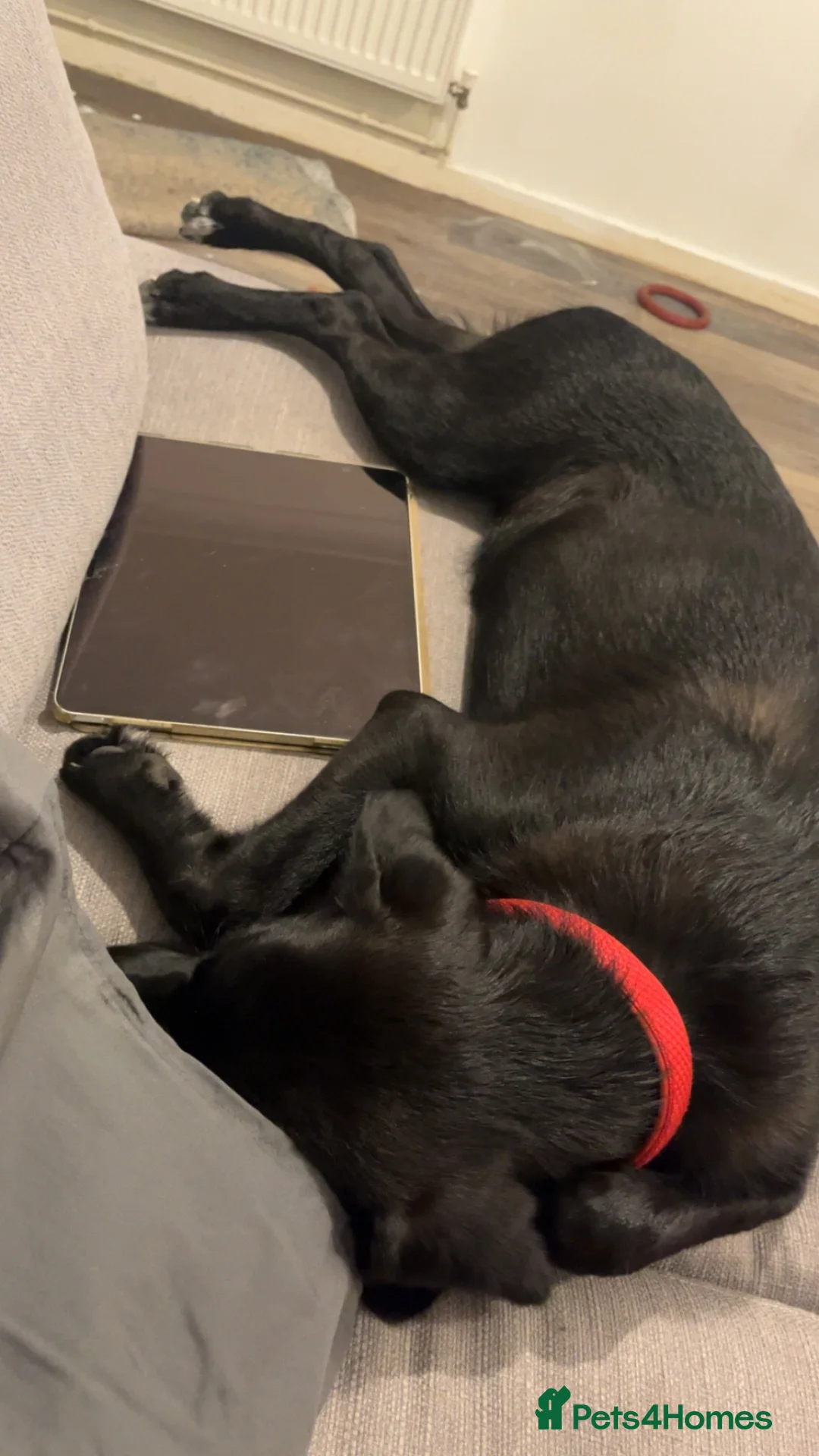 Mixed Breed dogs for sale: 7month old Sparrow the black lab ( asap )  - Advert 2