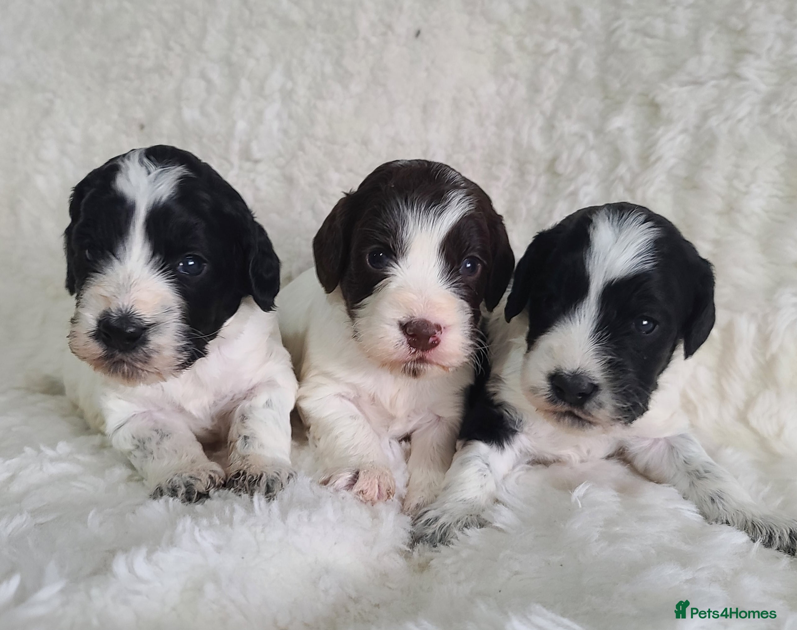 Cockapoo dogs *NEW VIDEO* Parti Roan F1 Cockapoos. DNA Tested  - Advert 8