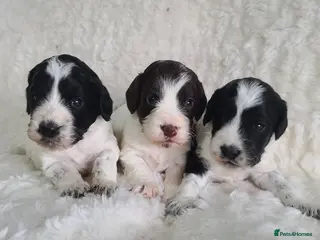 Cockapoo dogs *NEW VIDEO* Parti Roan F1 Cockapoos. DNA Tested - Advert 12