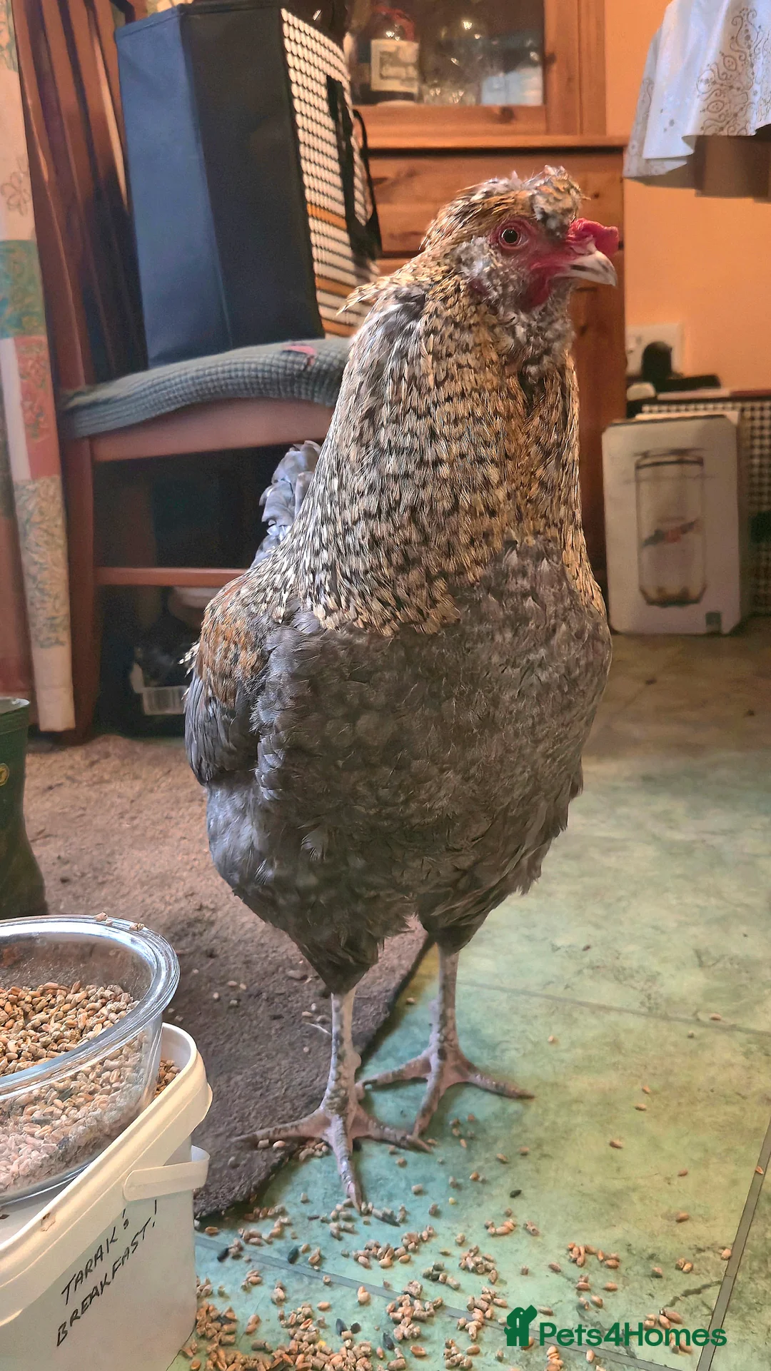 Chickens poultry for sale: Tame blue-gold Araucana cross boy - Advert 2