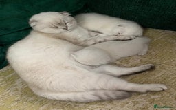 Scottish Fold cats for sale: Scottish Fold Kittens - Image 9