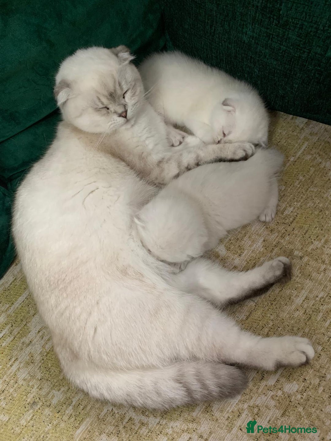 Scottish Fold cats for sale: Scottish Fold Kittens - Image 9