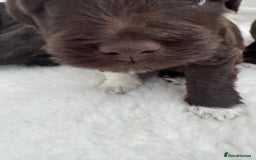 Miniature Schnauzer dogs for sale: Amazing Litter of chocolate schnauzers - Image 10
