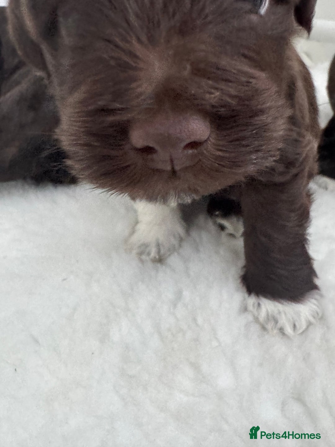Miniature Schnauzer dogs for sale: Amazing Litter of chocolate schnauzers - Image 10
