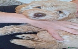 Cockapoo dogs for sale: Cockapoo puppies born 16/4/2025 in Dewsbury - Image 6