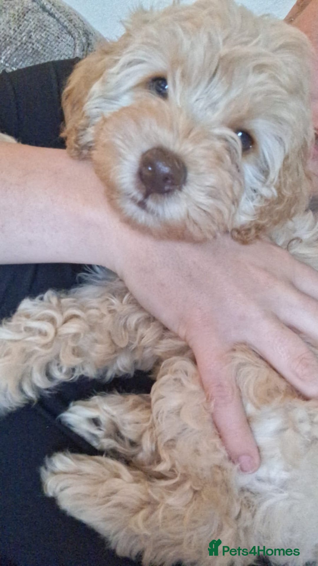 Cockapoo dogs for sale: Cockapoo puppies born 16/4/2025 in Dewsbury - Image 6