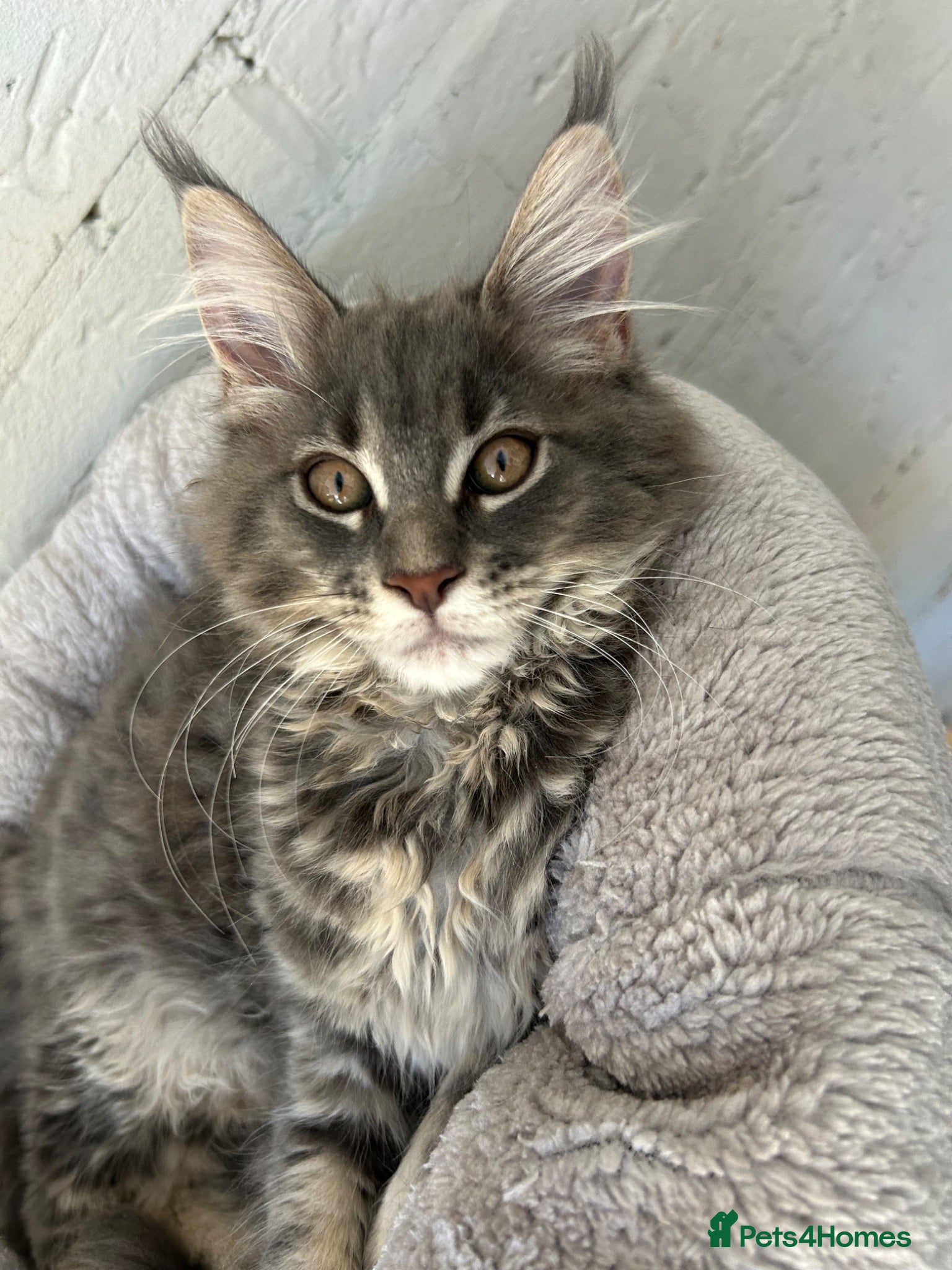 Maine Coon cats XXL Blue Maine Coon Kittens TICA Registered - Advert 1