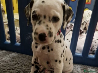 Dalmatian dogs ❤️One +/+ exceptional KC Dalmatian boy left❤️ - Advert 4