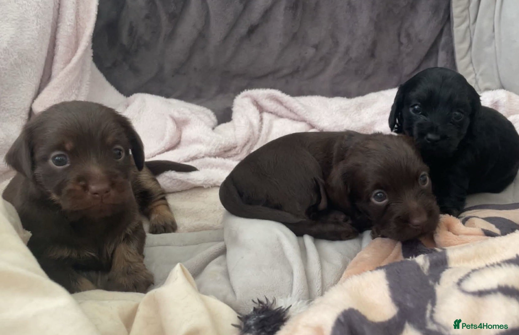 Mixed Breed dogs for sale: 🐾🐾 BEAUTIFUL DACHSHUND/SHI-POO PUPPIES . in Bridgend - Advert 5