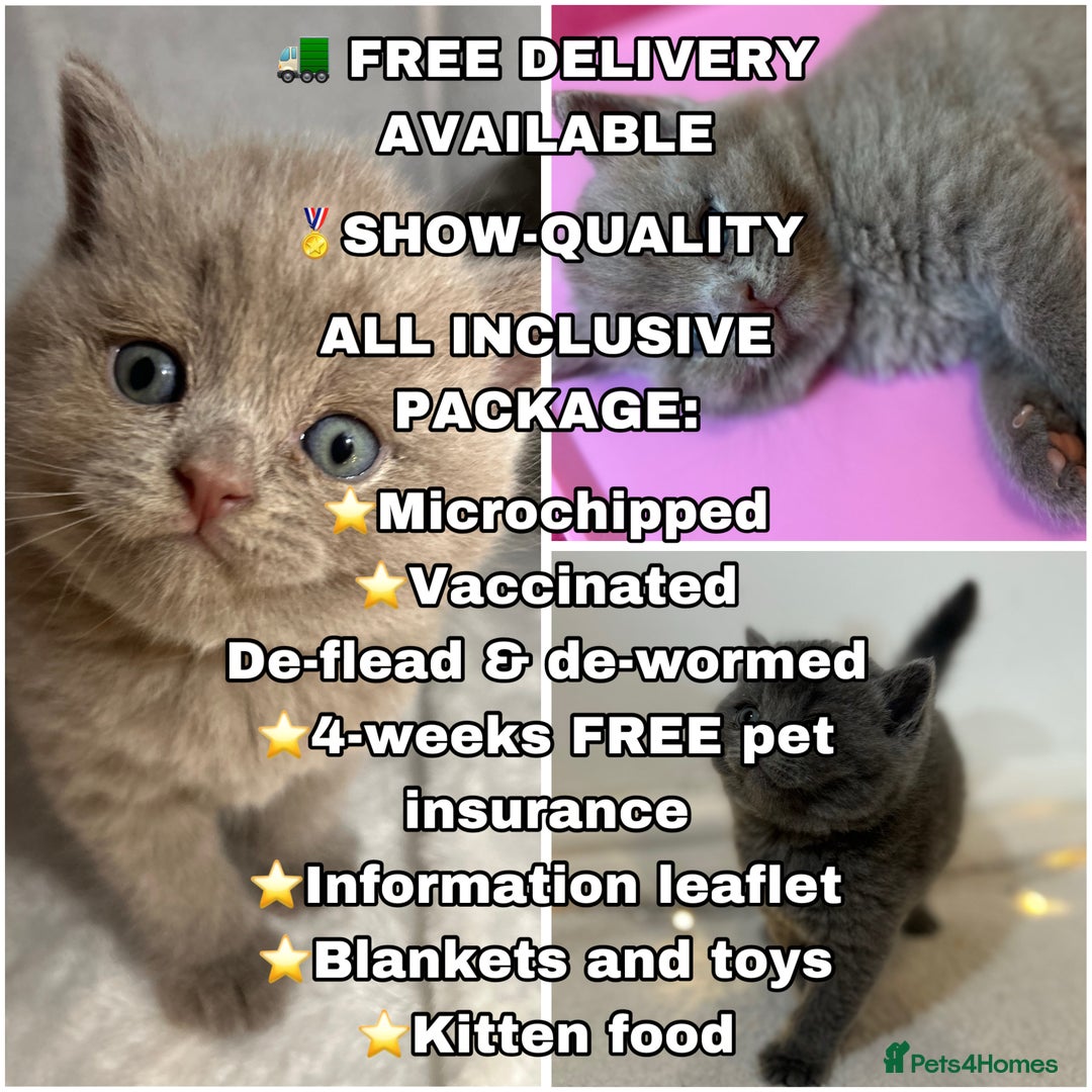 British Shorthair cats for sale: 🏆GCCF & TICA Pedigree Kitten, DELIVERY AVAILABLE! - Image 4