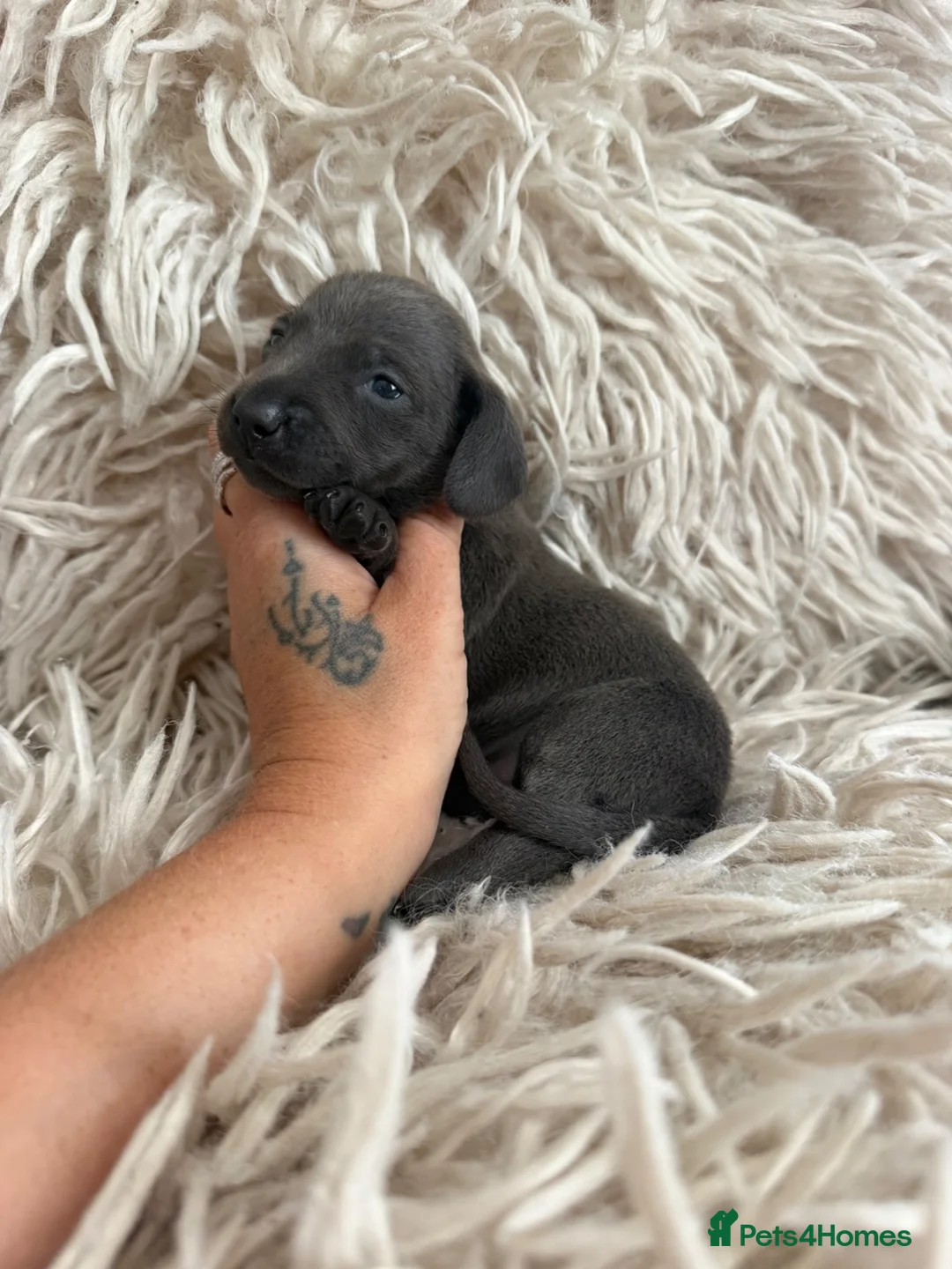 Miniature Dachshund dogs for sale: Kc registered kaninchen dachshunds  - Advert 15