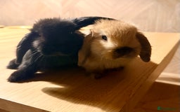 Mini Lop rabbits for sale: 2 amazing mini-lop baby brothers (10 weeks)  - Advert 2
