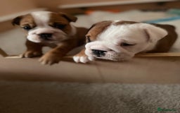 English Bulldog dogs for sale: 2 Beautiful Red & White English Bulldogs - Image 13
