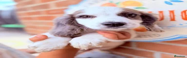 Cocker Spaniel 3