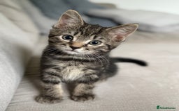 British Longhair cats for sale: Kitten  - Image 3