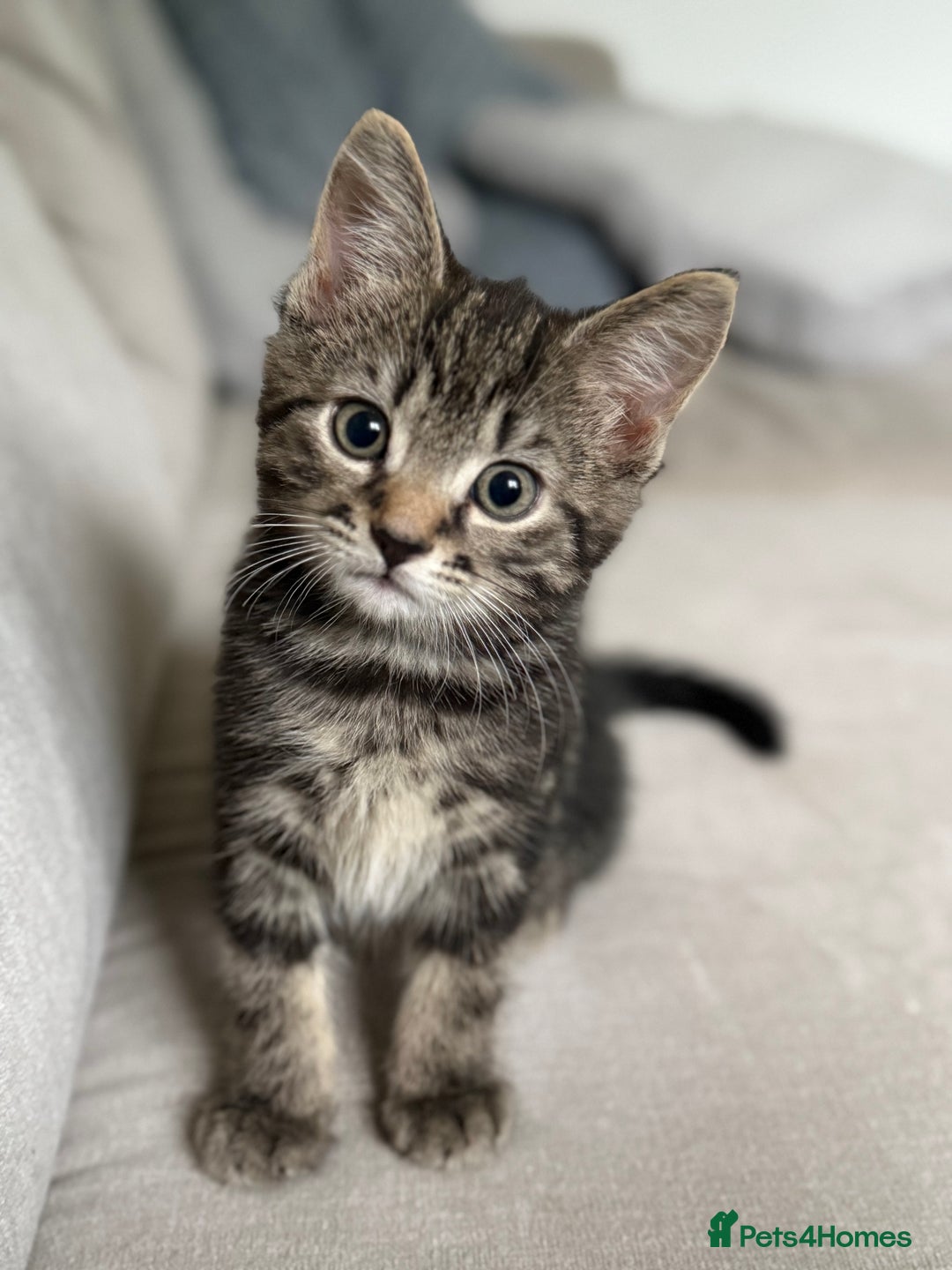 British Longhair cats for sale: Kitten  - Image 3