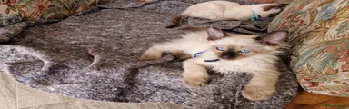 Siamese 1