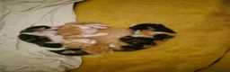 British Shorthair cats for sale: Beautiful mixed kittens - Advert 12