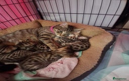 Bengal cats for sale: Beautiful 1/2 bengal kittens - Image 37
