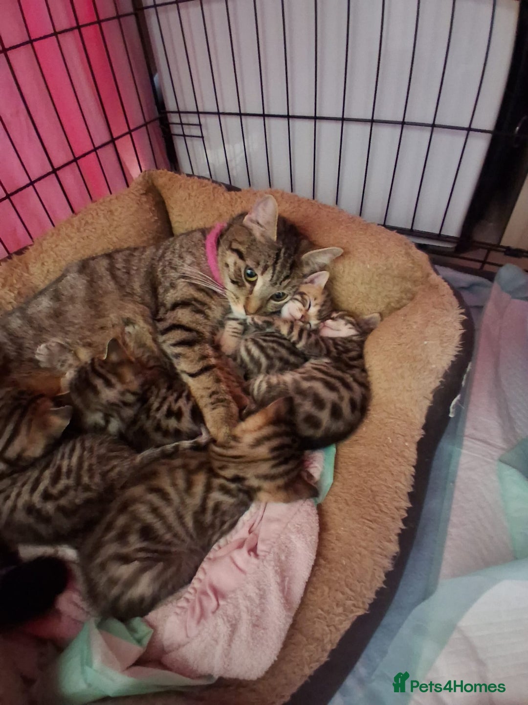 Bengal cats for sale: Beautiful 1/2 bengal kittens - Image 37