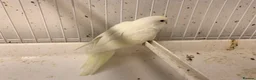 Mixed Breed birds for sale: Young budgies ready now - Advert 4