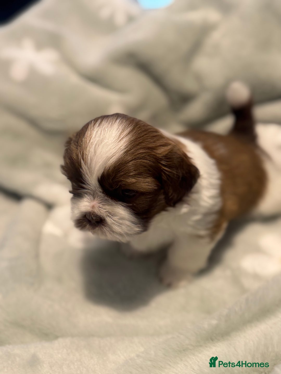 Shih Tzu dogs for sale: 🐾 Beautiful Shih Tzu Puppies🐾 - Image 8