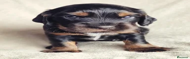 Black & Tan