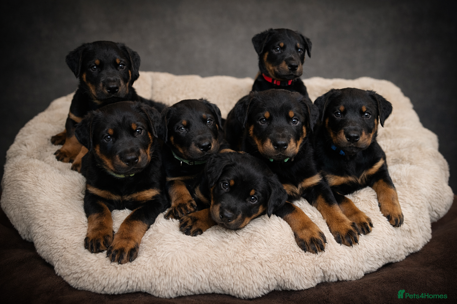 Mixed Breed dogs Adorable Doberman & Beauceron puppies for sale - Advert 11