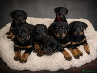 Mixed Breed dogs Adorable Doberman & Beauceron puppies for sale - Advert 11