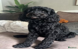 Cockapoo dogs for sale: CHAMPION COCKAPOO - Image 4