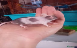 Mouse rodents for sale: Male mice  - Image 6