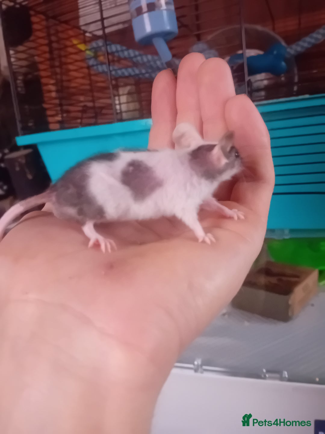 Mouse rodents for sale: Male mice  - Image 6