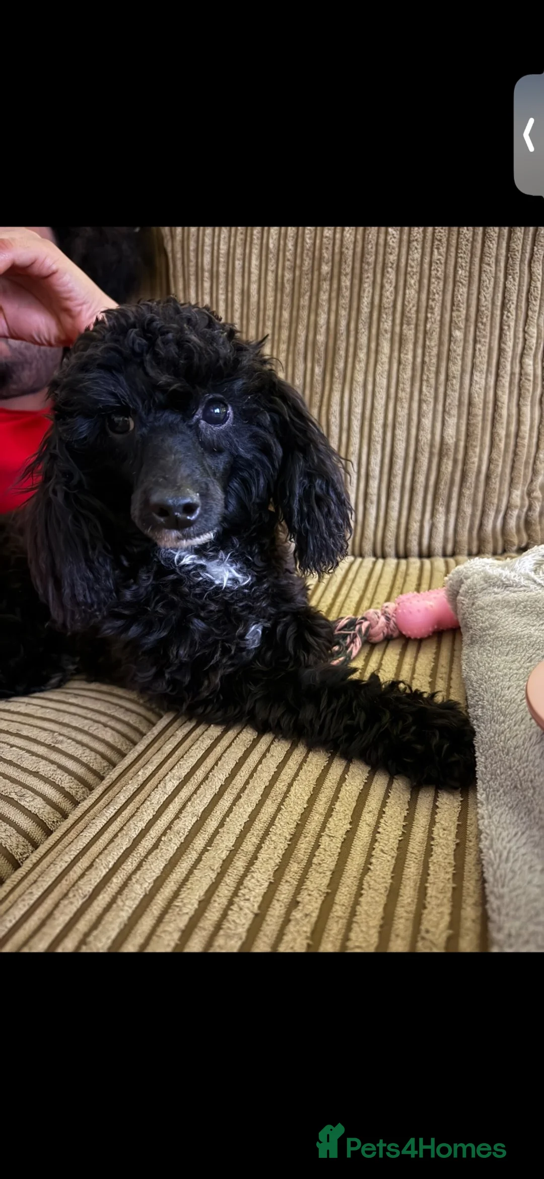 Toy Poodle dogs for sale: Toy Poodle £750 - Advert 2