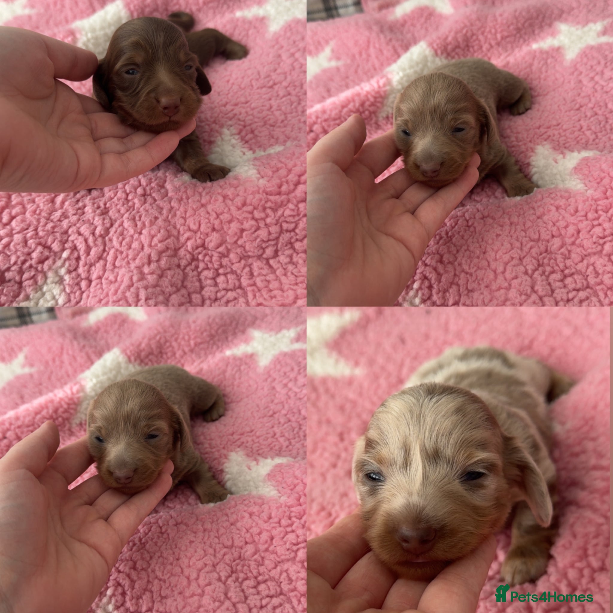 Dachshund dogs 3 long haired sausage dogs females available  - Advert 10