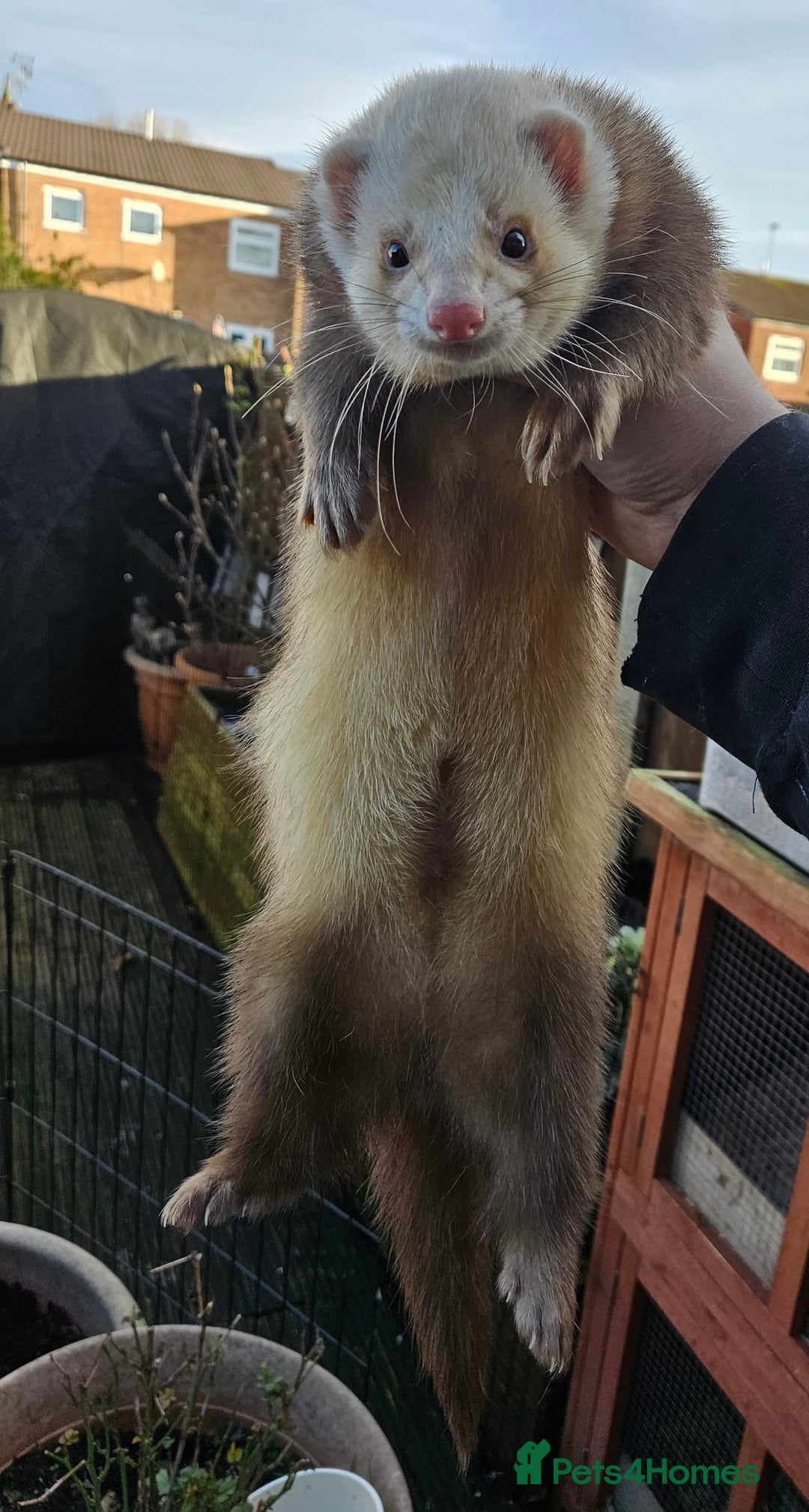 Ferret rodents for sale: Adult ferrets available  - Image 4