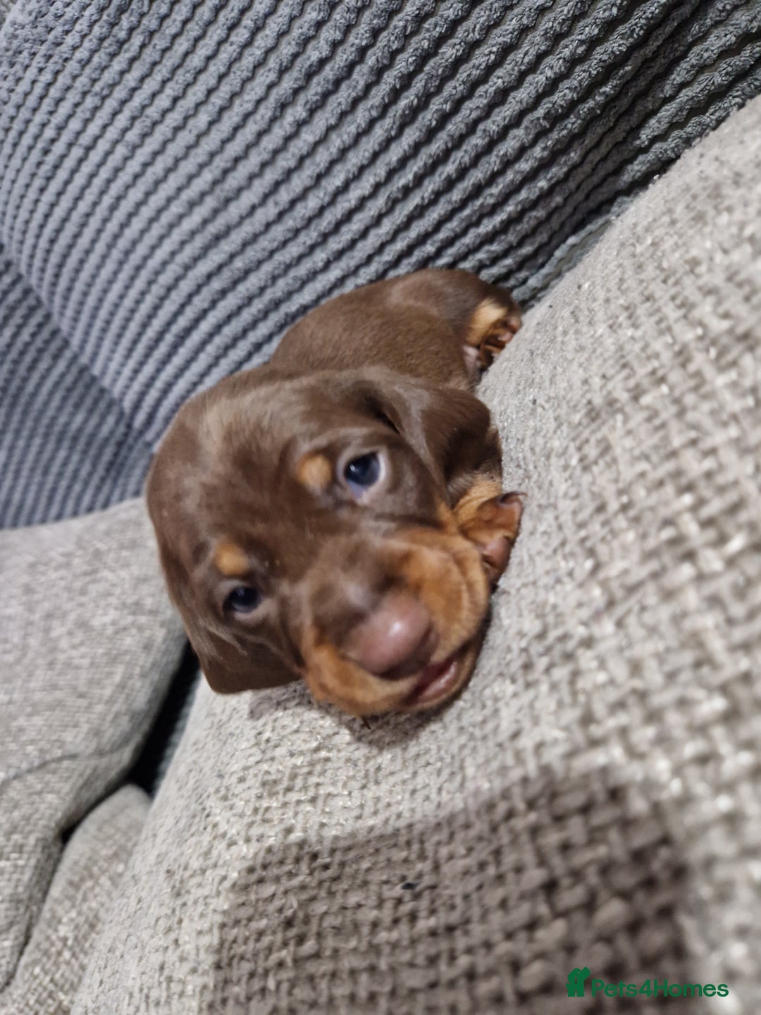 Miniature Dachshund dogs for sale: Miniature Smooth Haired Dachshund  - Advert 9