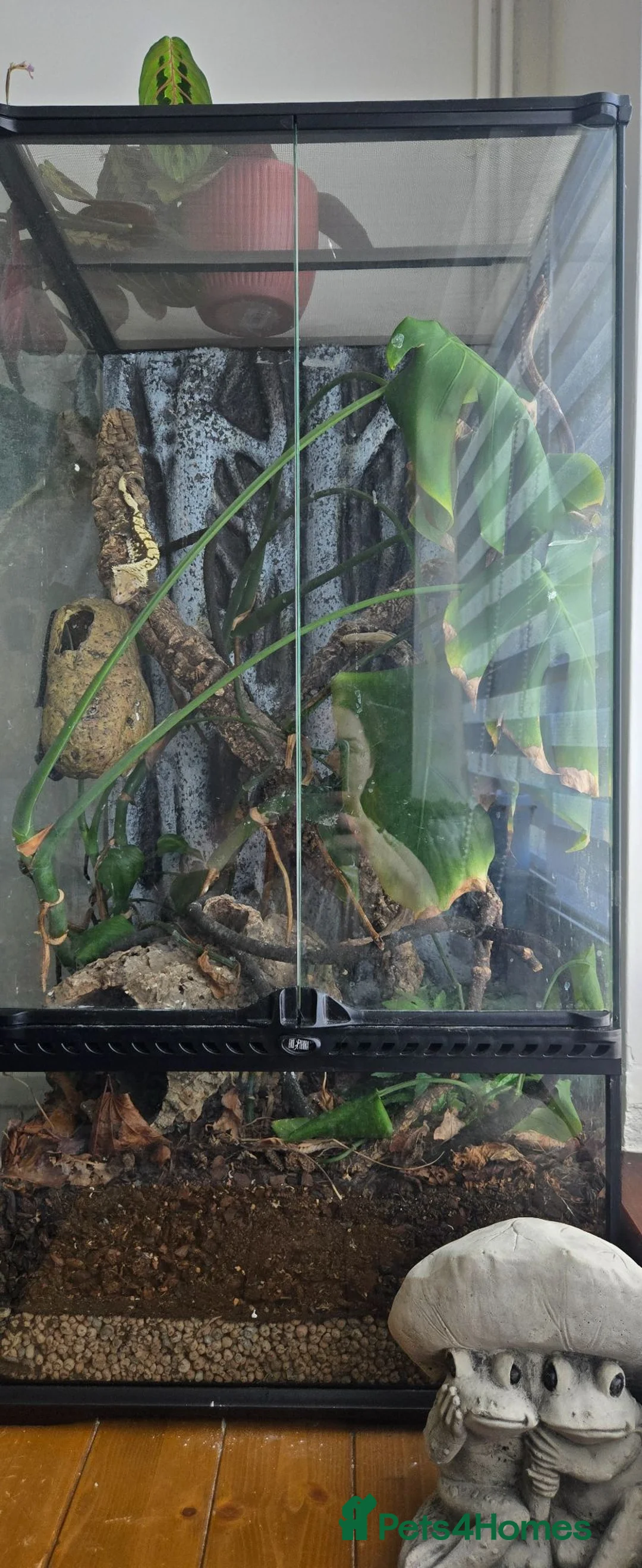 Gecko reptiles for sale: Crested Gecko and Set up in Newark - Advert 4