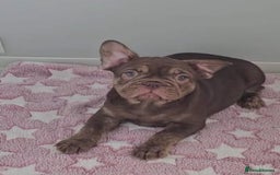 French Bulldog dogs for sale: Beautiful pet priced french bulldogs - Image 6