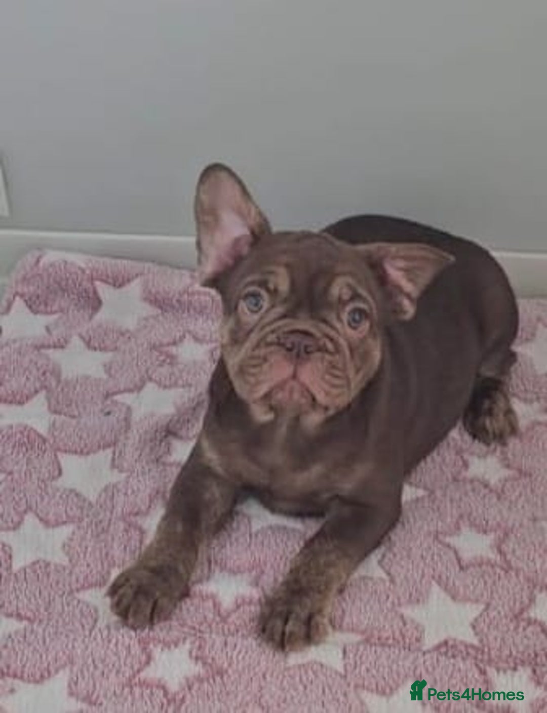 French Bulldog dogs for sale: Beautiful pet priced french bulldogs - Image 6