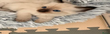 Ragdoll 2