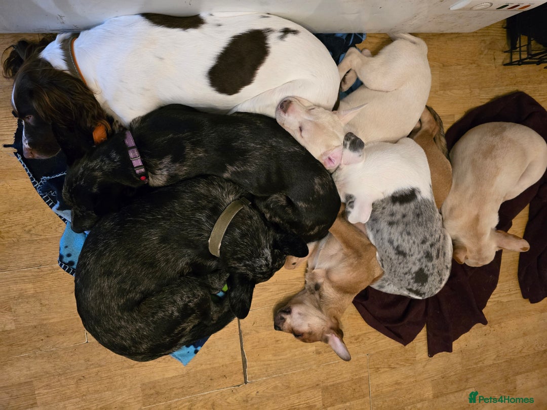 Mixed Breed dogs for sale: Frenchie x Labrador Puppies 17 weeks ready to go - Image 22