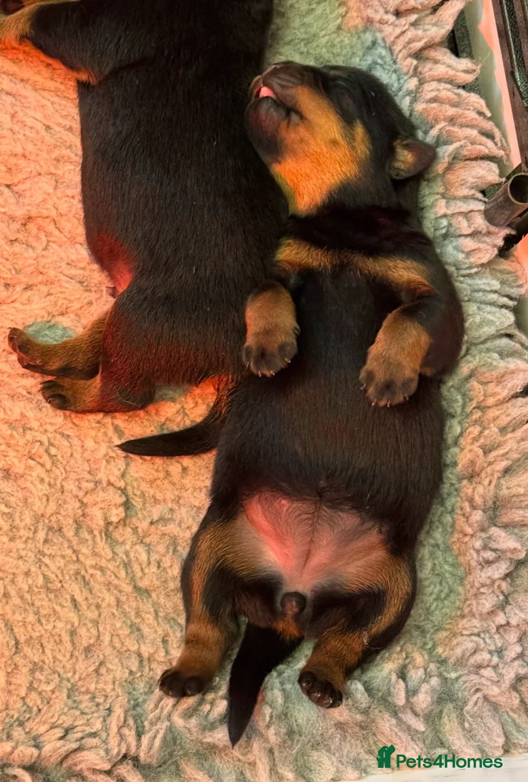 Rottweiler dogs for sale: Gorgeous Rottweiler puppies  - Advert 6