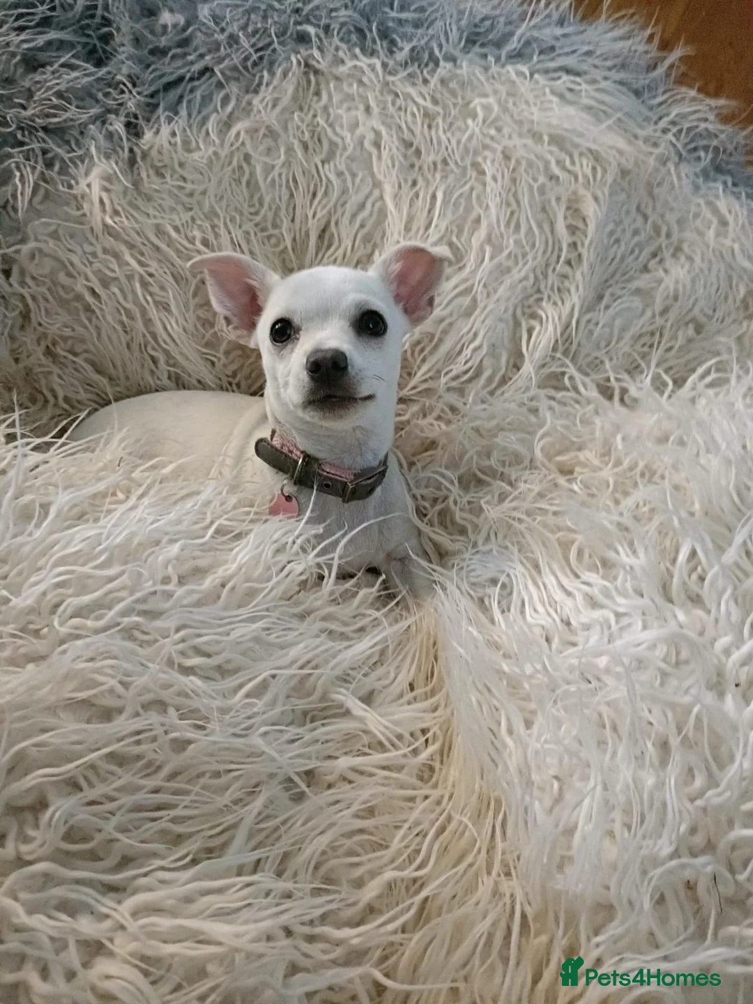 Chihuahua dogs for sale: Delightful chihuahua girl - Advert 2