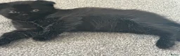 Scottish Fold cats for sale: Scottish fold kittens  in Dewsbury - Advert 2