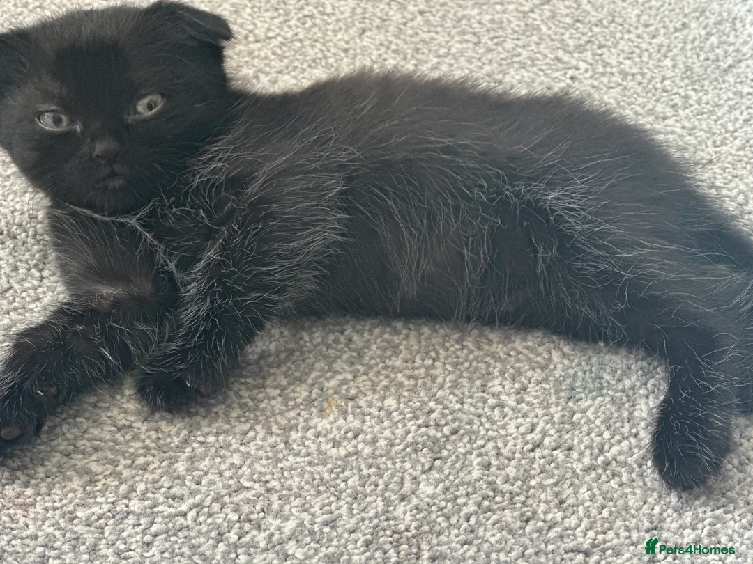 Scottish Fold cats for sale: Scottish fold kittens  in Dewsbury - Advert 2