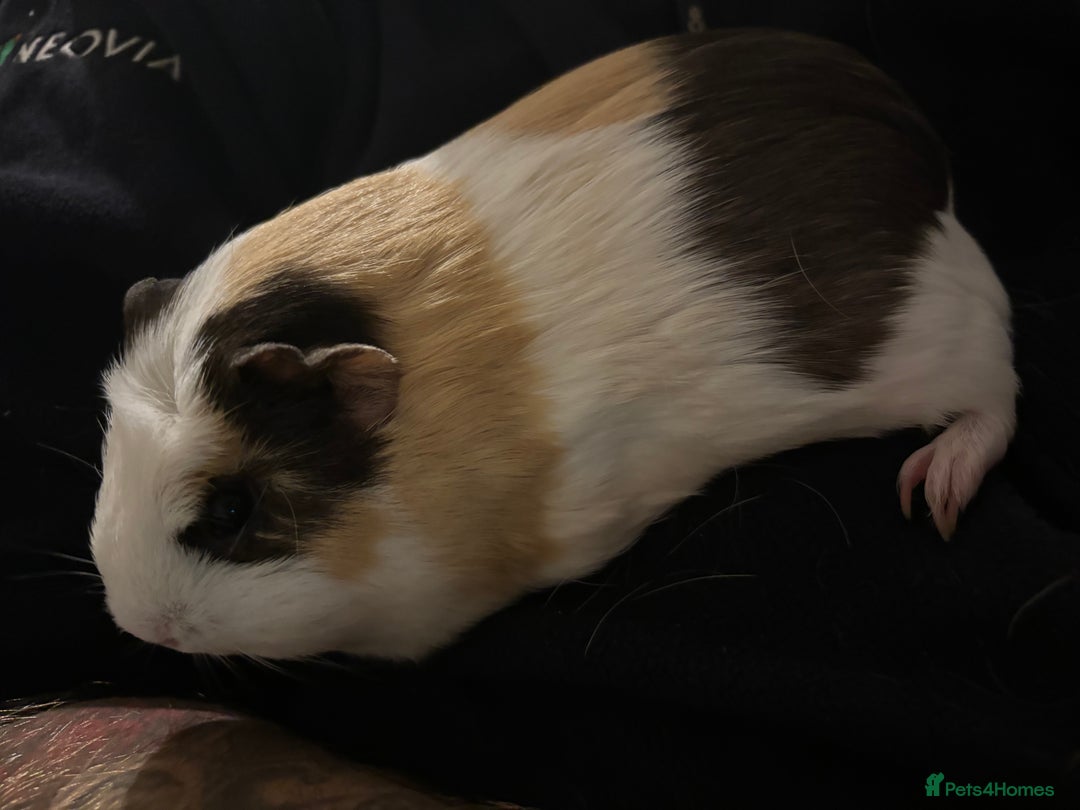 Guinea Pig rodents for sale: Two female bonded guinea pigs  - Advert 2