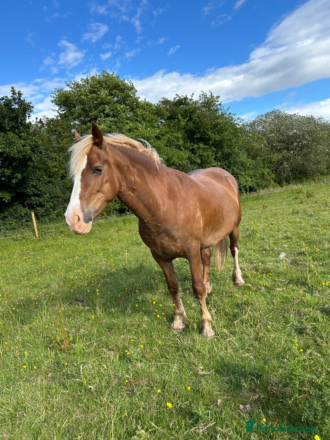 Welsh Section D horses for sale: Register Welsh Section D Mare  in Hereford - Advert 2