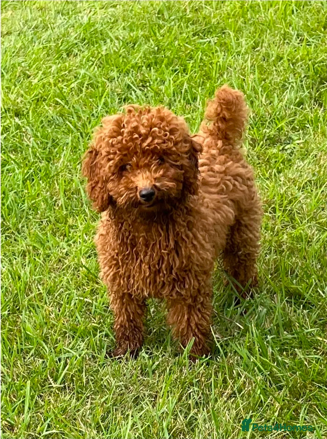 Cavapoo dogs for sale: F1 fully health tested cavapoo puppies!  - Advert 12