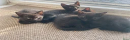 Mixed Breed cats for sale: Friendly and cuddly kittens 8 weeks in Swindon - Advert 3